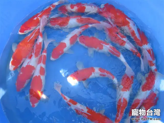 紅白錦鯉的外形特點