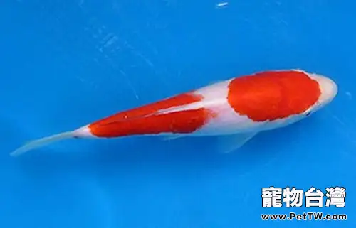 紅白錦鯉的飼養環境