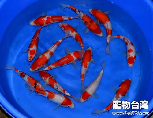 紅白錦鯉的餵食要點(1圖)-寵物台灣