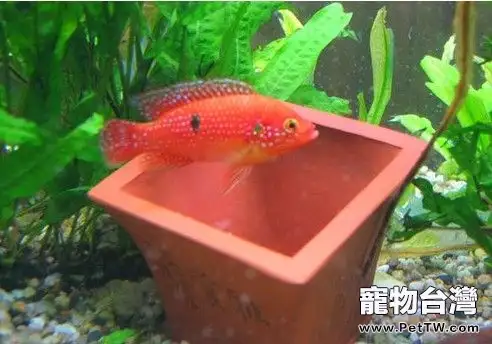 紅寶石魚的品種簡介