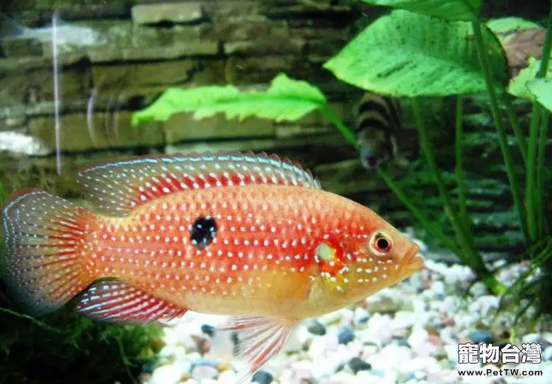 紅寶石魚的外形特點