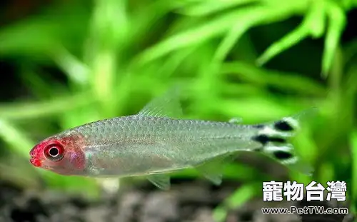 紅鼻剪刀的品種簡介(1圖)-寵物台灣