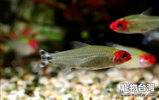 紅鼻剪刀的外形特點(1圖)-寵物台灣