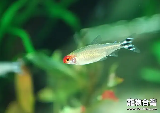 紅鼻剪刀的飼養環境(1圖)-寵物台灣