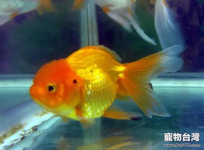 金魚魚鱗變黑是什麼原因