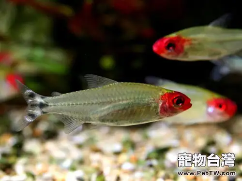 紅鼻剪刀的餵食要點(1圖)-寵物台灣
