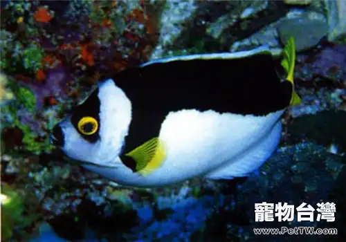 為什麼飼養觀賞魚要在水中加鹽?(1圖)-寵物台灣