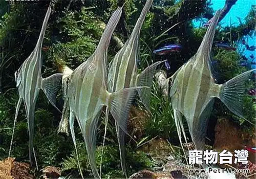 水溫對觀賞魚健康的影響