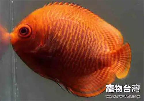 家庭養魚溫度控制小常識