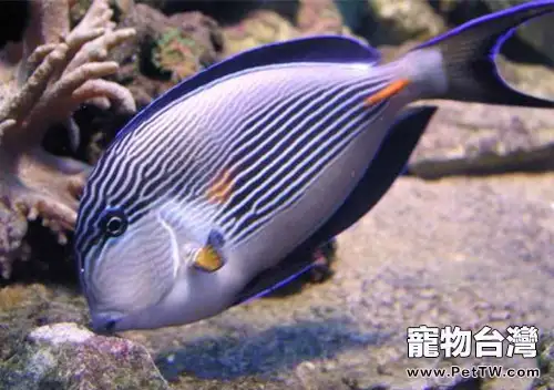 紅海騎士的餵食要點