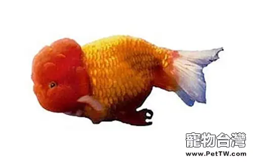 紅虎頭金魚的品種簡介 