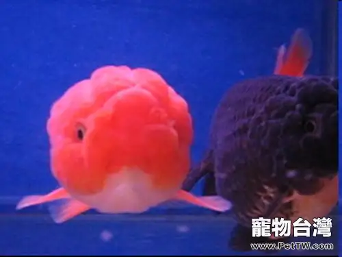紅虎頭金魚的外形特點(1圖)-寵物台灣