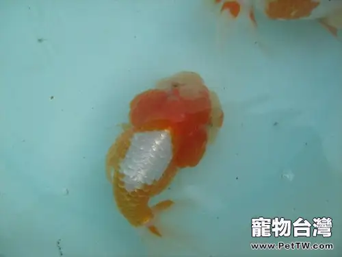 紅虎頭金魚的飼養環境