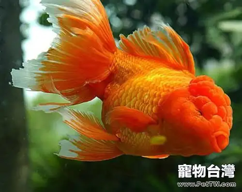 紅虎頭金魚的餵食要點