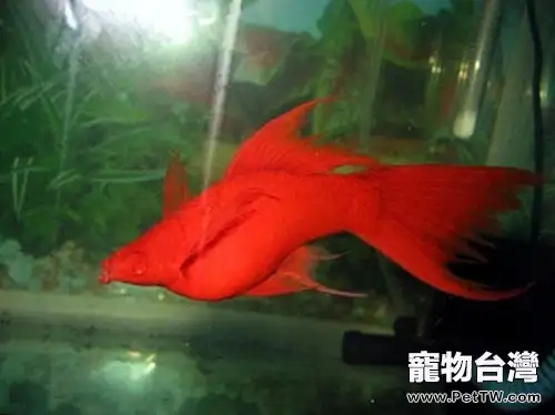 紅劍魚的品種簡介(1圖)-寵物台灣