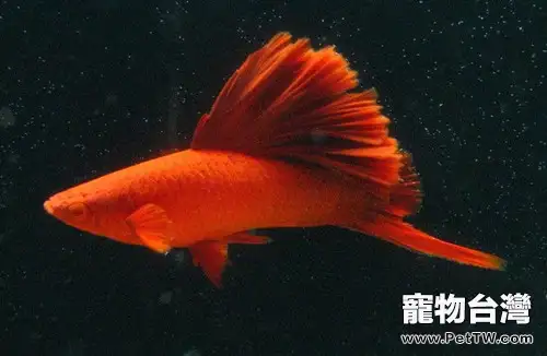 紅劍魚的外形特點(1圖)-寵物台灣