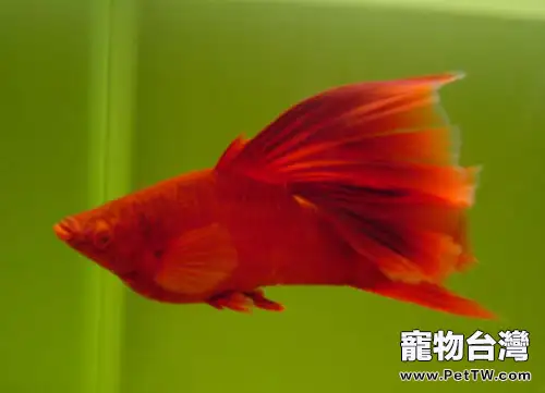 紅劍魚的飼養環境