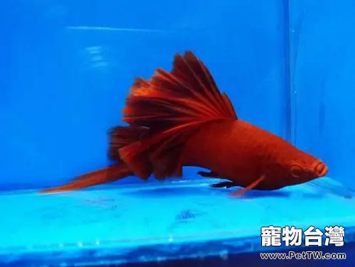 紅劍魚的餵食要點(1圖)-寵物台灣