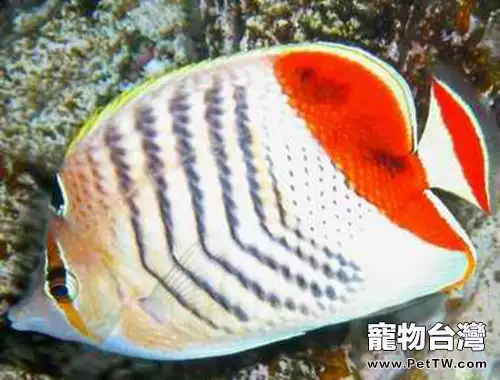 紅尾蝶的品種簡介(1圖)-寵物台灣