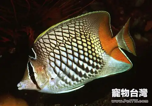 紅尾蝶的外形特點(1圖)-寵物台灣