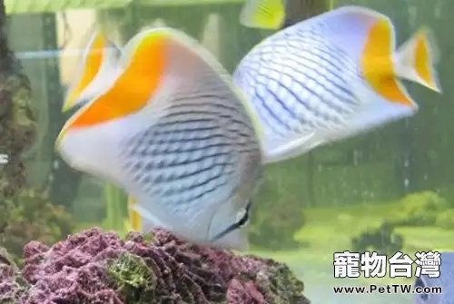 紅尾蝶的飼養環境(1圖)-寵物台灣
