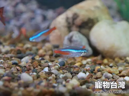 紅綠燈魚的品種簡介