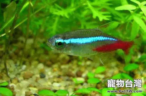 紅綠燈魚的外形特點(1圖)-寵物台灣