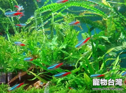 紅綠燈魚的飼養環境
