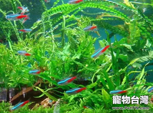 紅綠燈魚的飼養環境(1圖)-寵物台灣