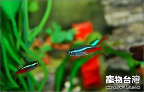 紅綠燈魚的餵食要點(1圖)-寵物台灣
