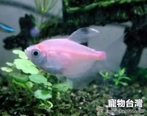 紅裙魚的品種簡介