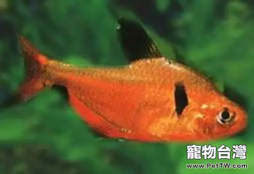 紅裙魚的外形特點(1圖)-寵物台灣