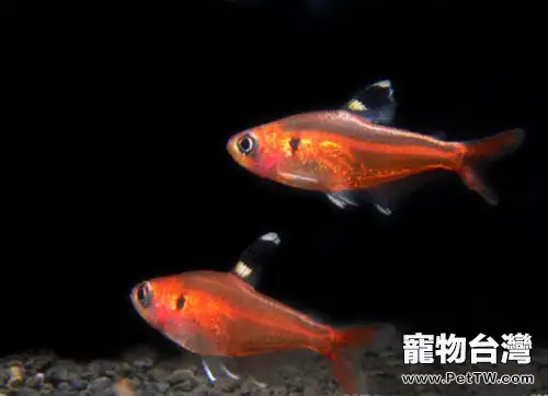 紅裙魚的飼養環境