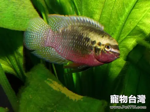 紅鰓皇冠的品種簡介(1圖)-寵物台灣
