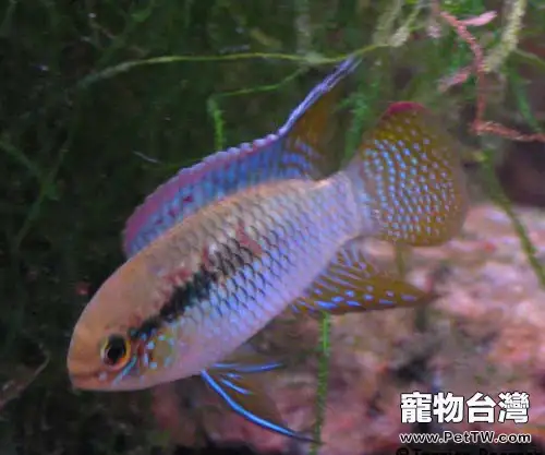 紅鰓皇冠的外形特點(1圖)-寵物台灣