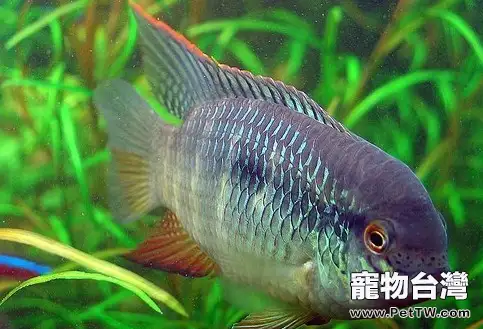紅鰓皇冠的飼養環境(1圖)-寵物台灣