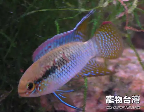 紅鰓皇冠的餵食要點(1圖)-寵物台灣