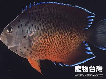 紅閃電魚的品種簡介