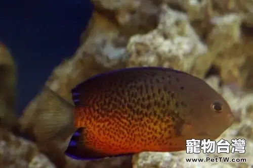 紅閃電魚的外形特點