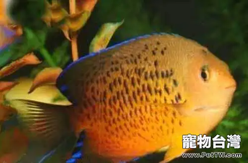 紅閃電魚的飼養環境