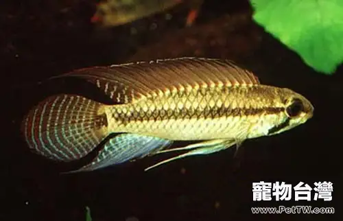 紅珍珠短鯛的外形特點(1圖)-寵物台灣