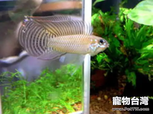 紅珍珠短鯛的餵食要點(1圖)-寵物台灣