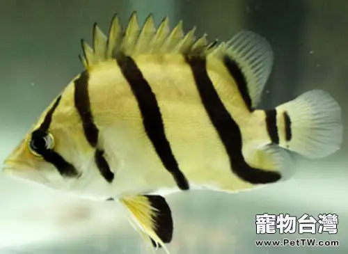 虎皮魚的品種簡介(1圖)-寵物台灣