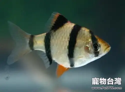 虎皮魚的外形特點(1圖)-寵物台灣