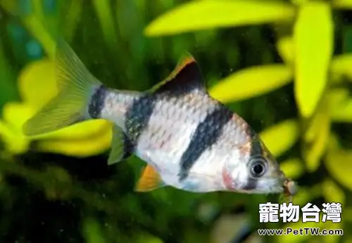 虎皮魚的飼養環境