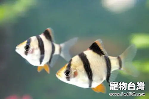 虎皮魚的餵食要點(1圖)-寵物台灣