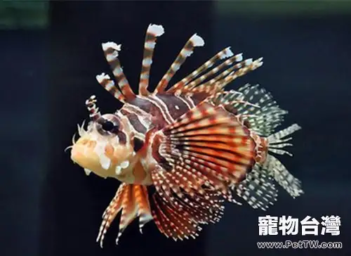 花斑鲉的品種簡介(1圖)-寵物台灣