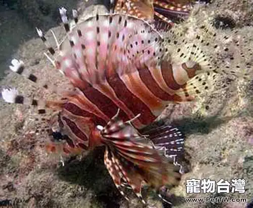 花斑鲉的外形特點(1圖)-寵物台灣