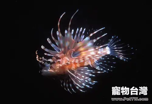 花斑鲉的飼養環境(1圖)-寵物台灣