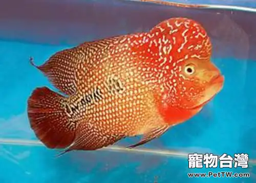 花羅漢的外形特點(1圖)-寵物台灣
